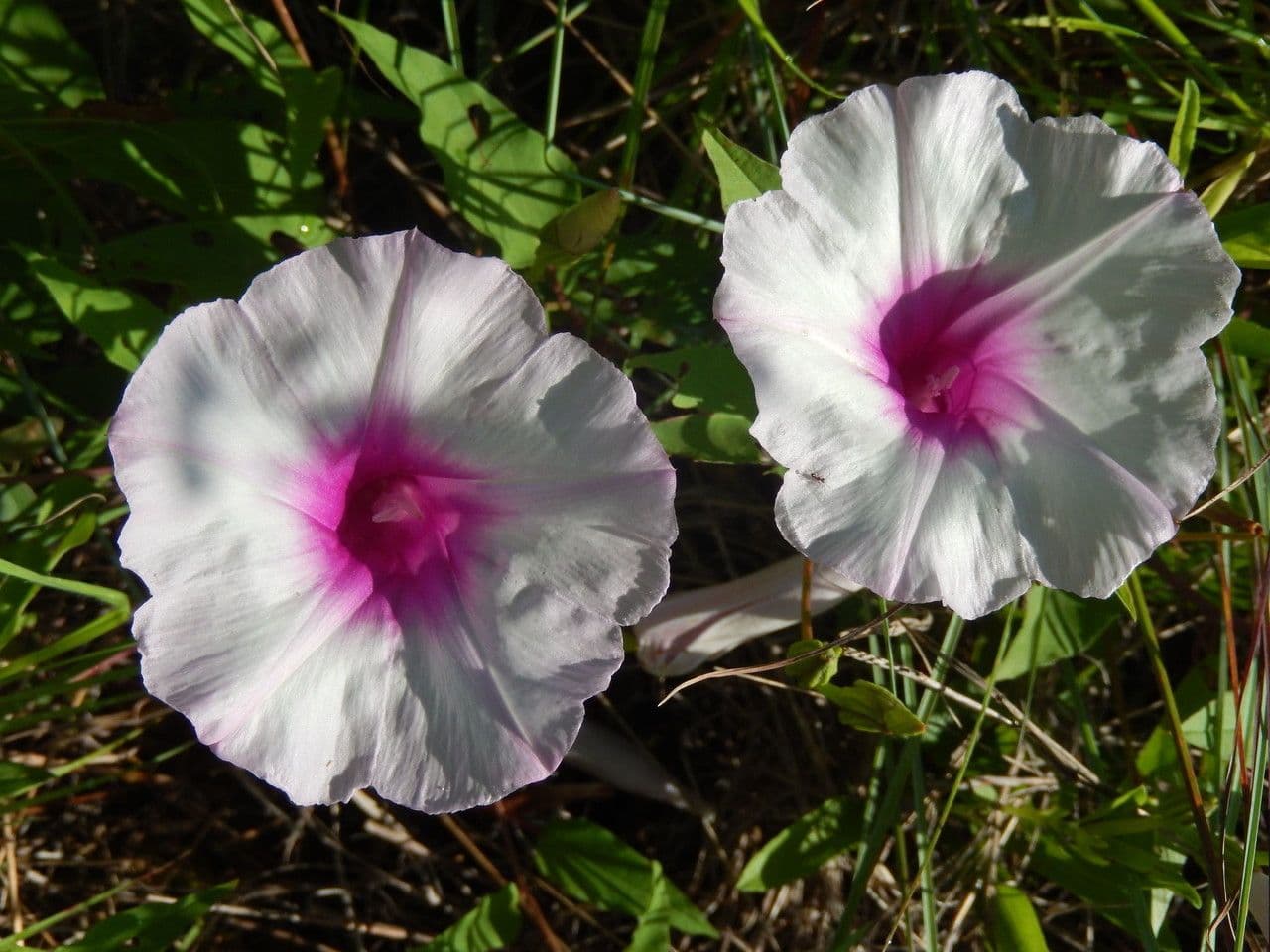 Ipomoea