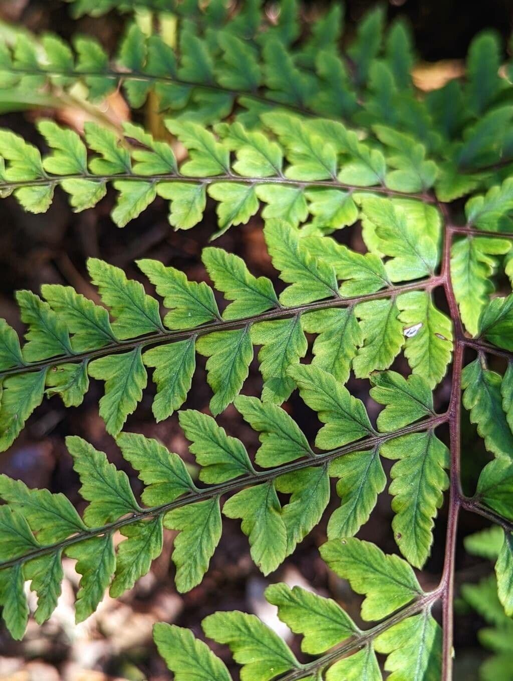 Athyrium 9