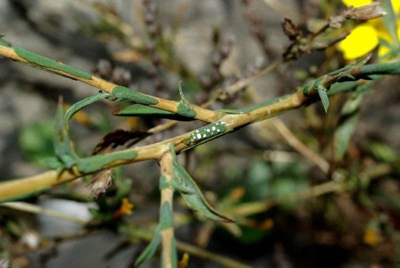Lattuga viminea 27