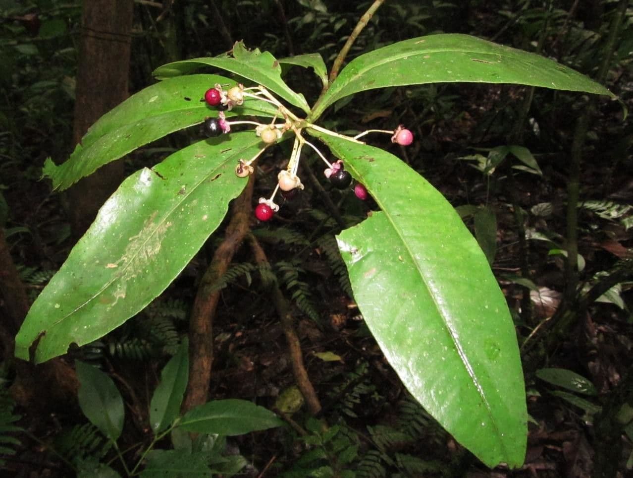 Ardisia 19