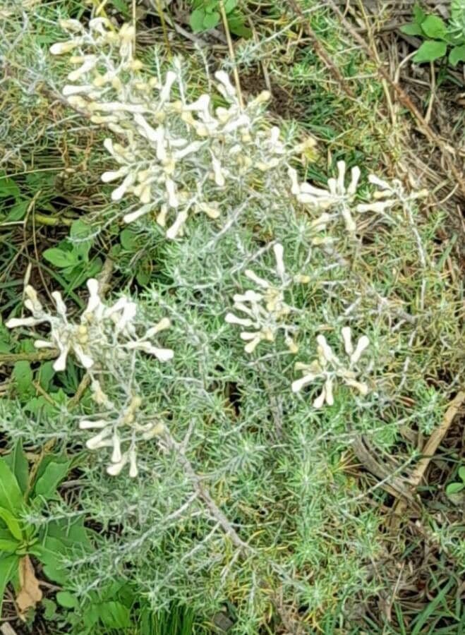 Baccharis 2