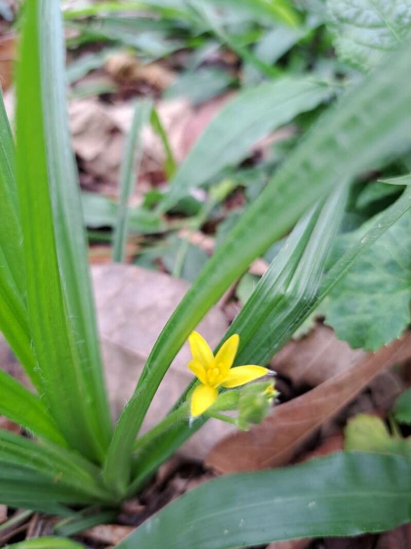 Hypoxis 5