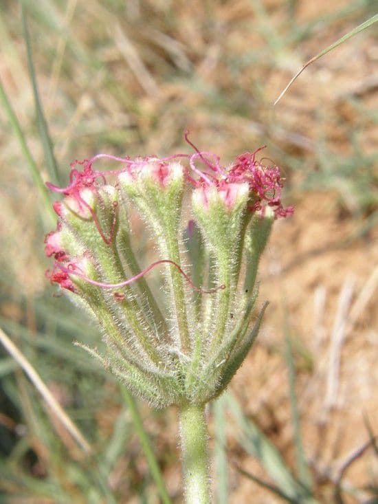 Nyctaginia 10