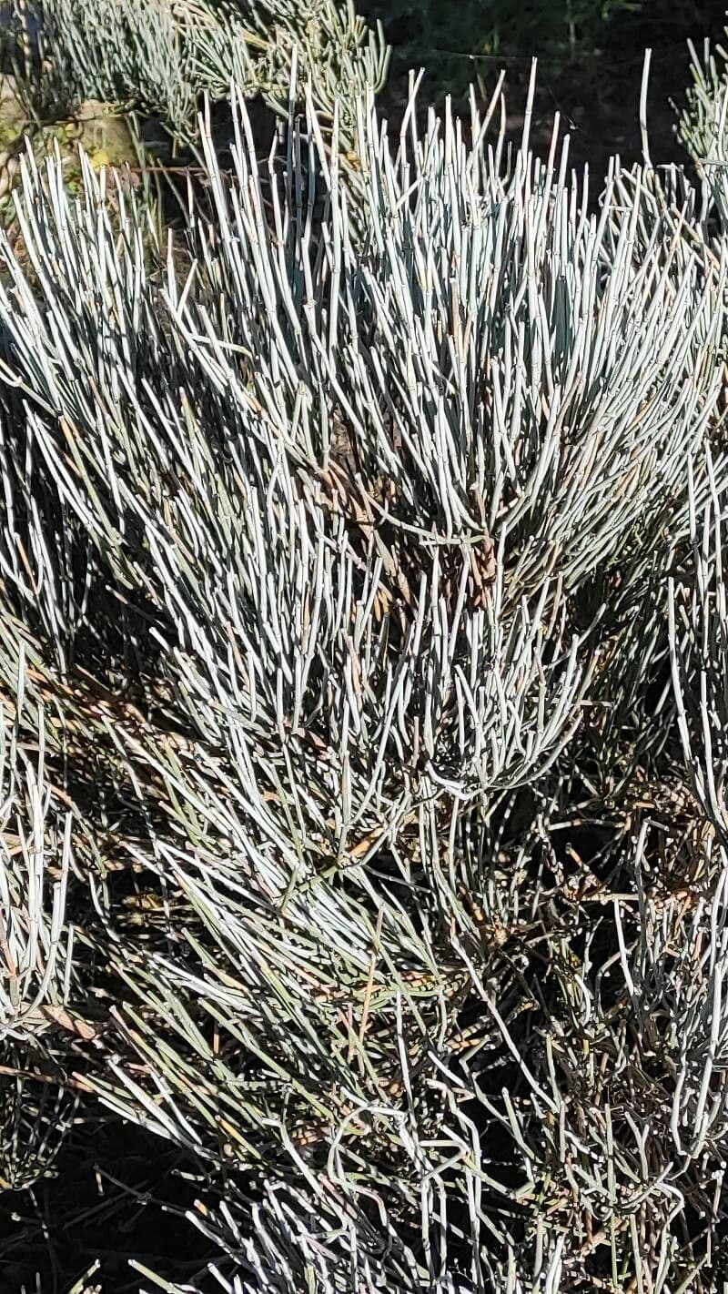 Ephedra intermedia 6