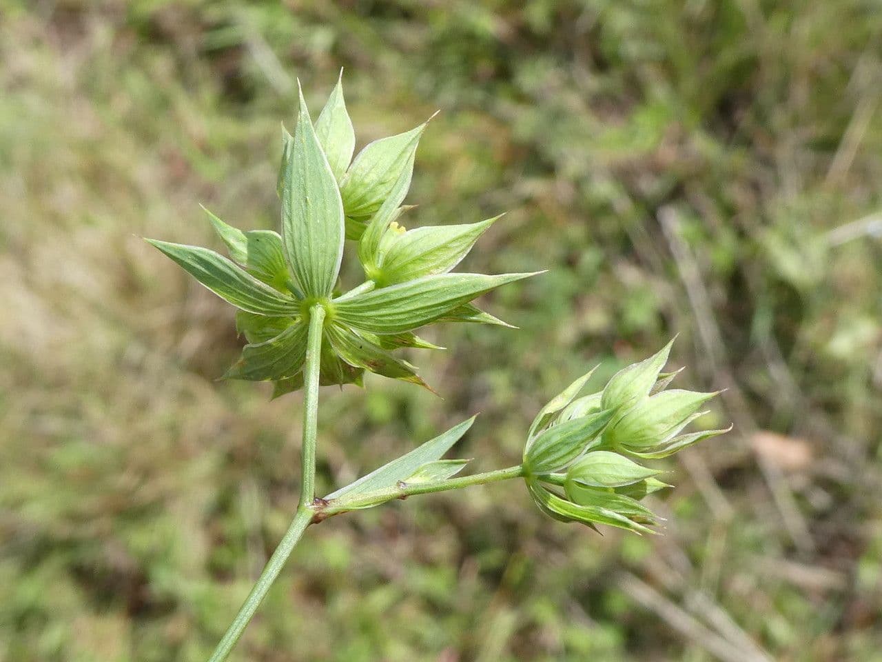 Bupleurum di Balden 21