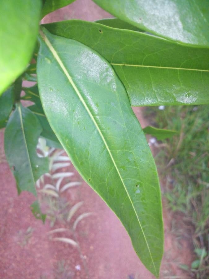 Ocotea 2