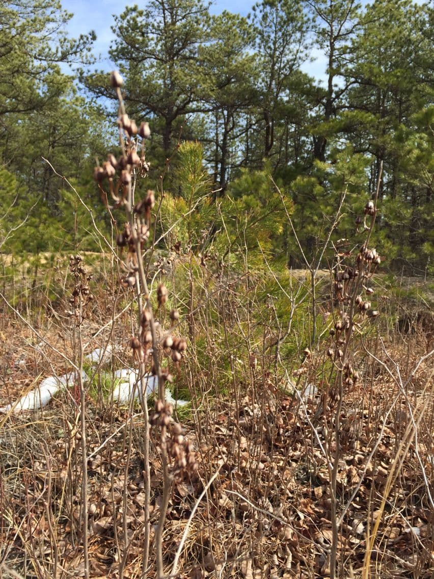 Staggerbush 3