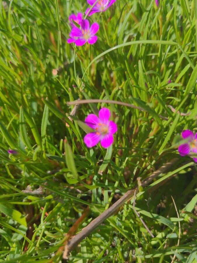 Rote Brautkleider 3