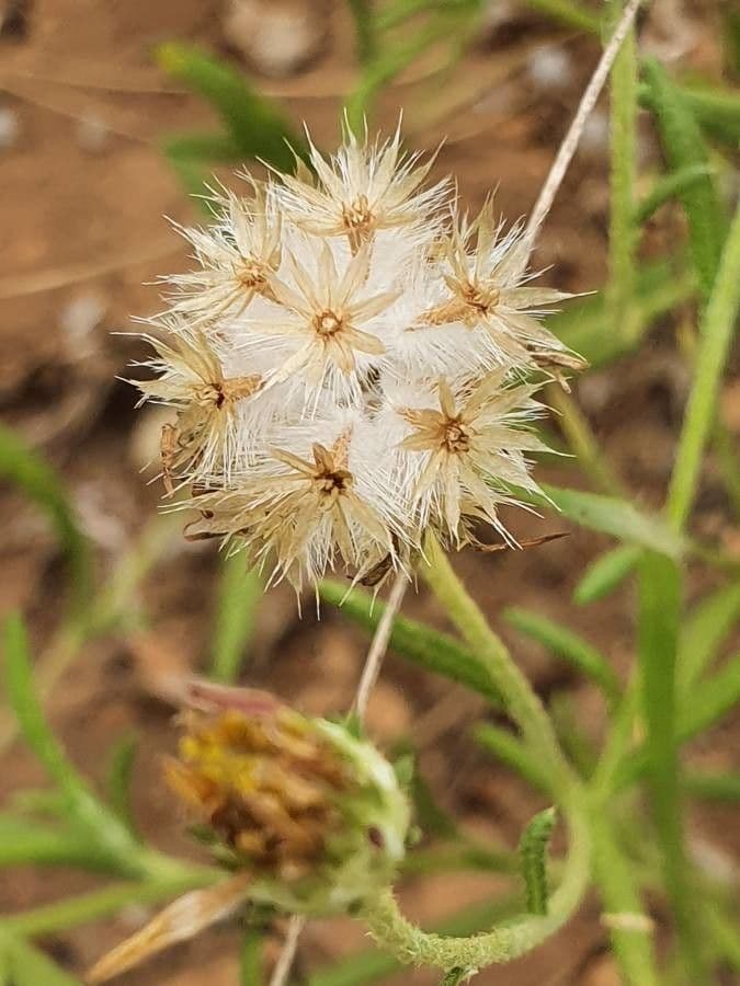 Hirpicium