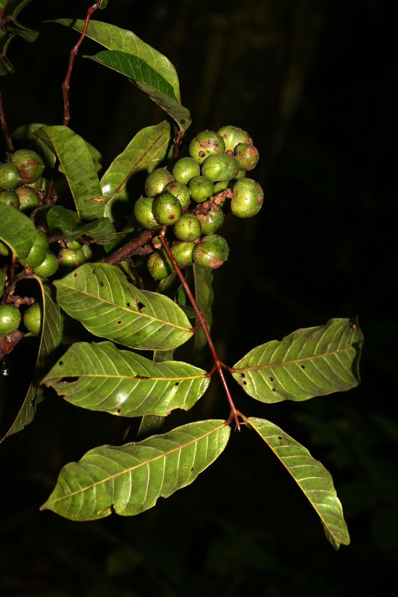 Protium tenuifolium 5