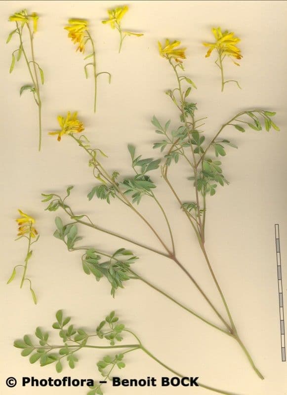 Colombina gialla 23