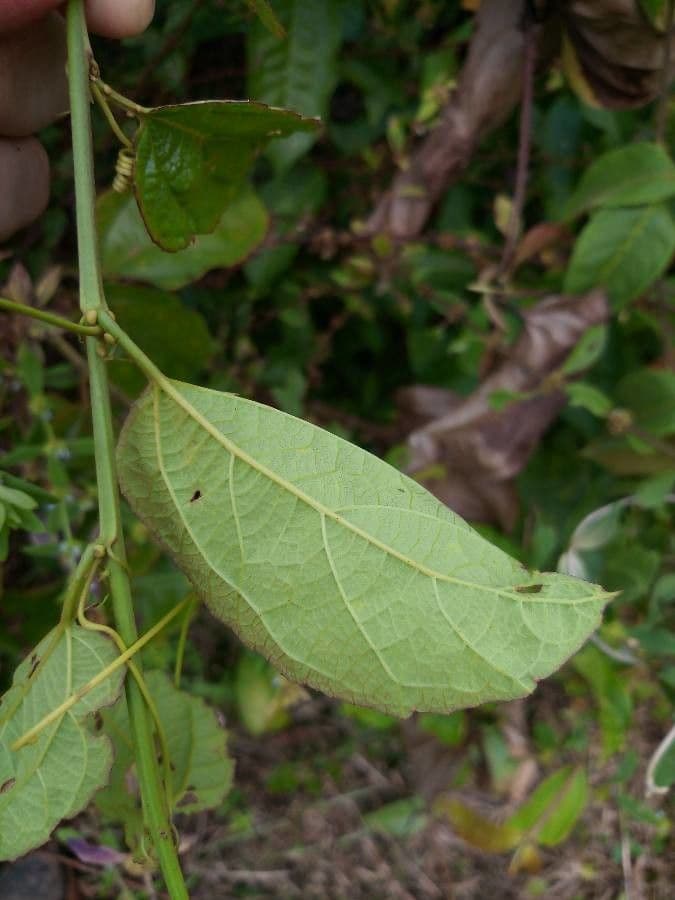 Passiflore écarlate 16