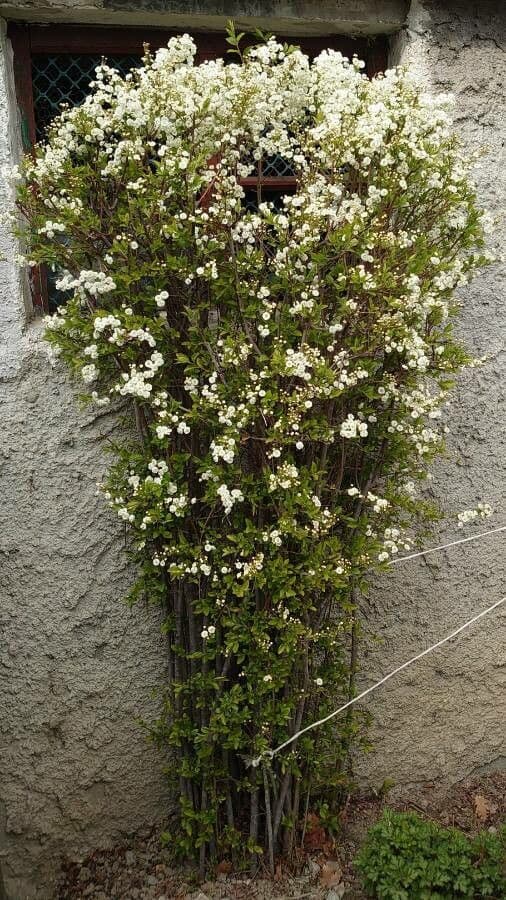 Reeve's spiraea 12