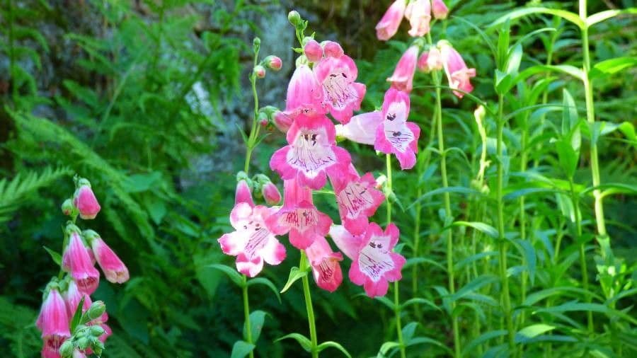 Angelonia 5