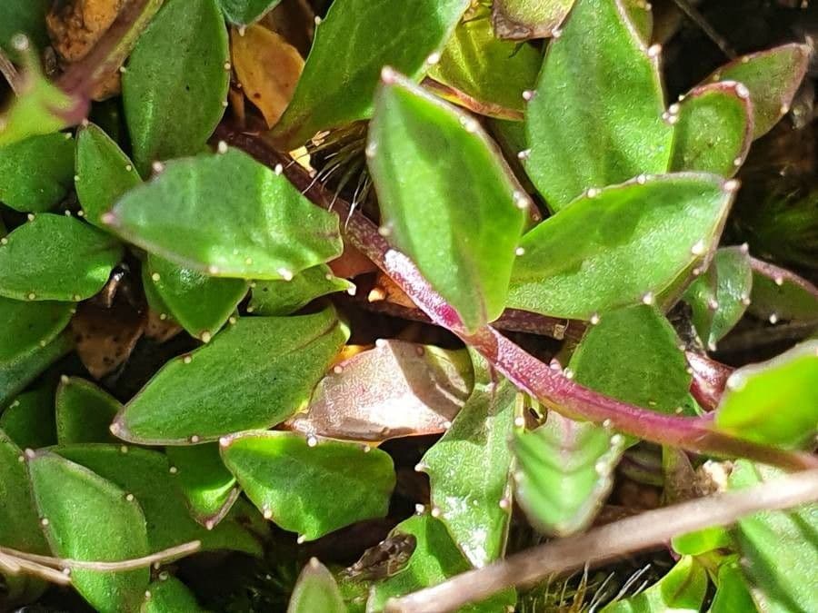 Lobelia 9