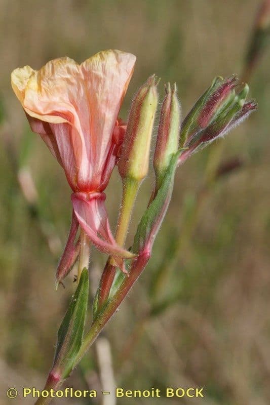 Onagra stricta 4