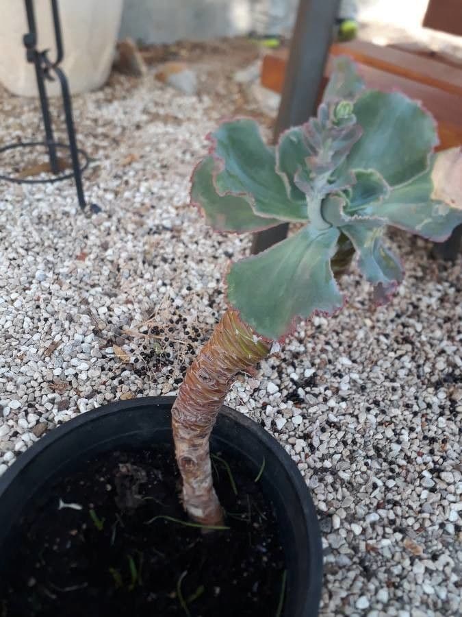 Moricandia 18