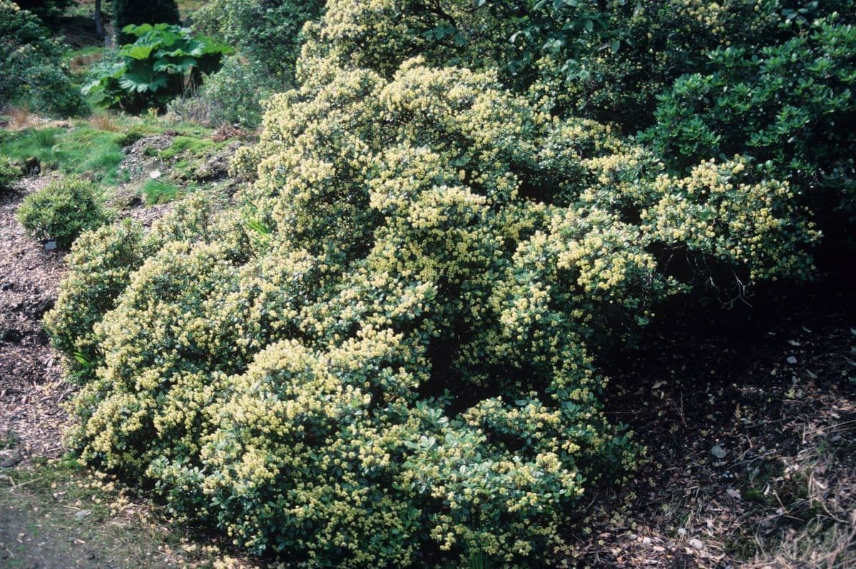 Rododendro de flor corta 5