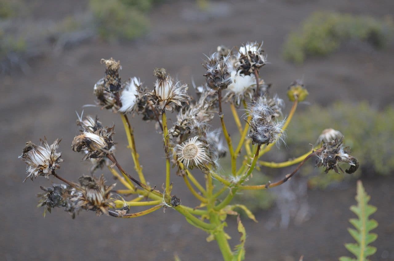 Sonchus gandogeri 3