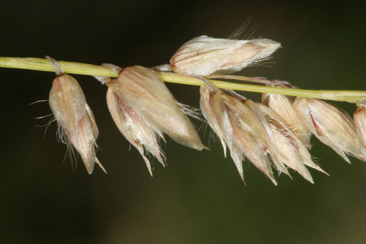 Mélique améthyste 2
