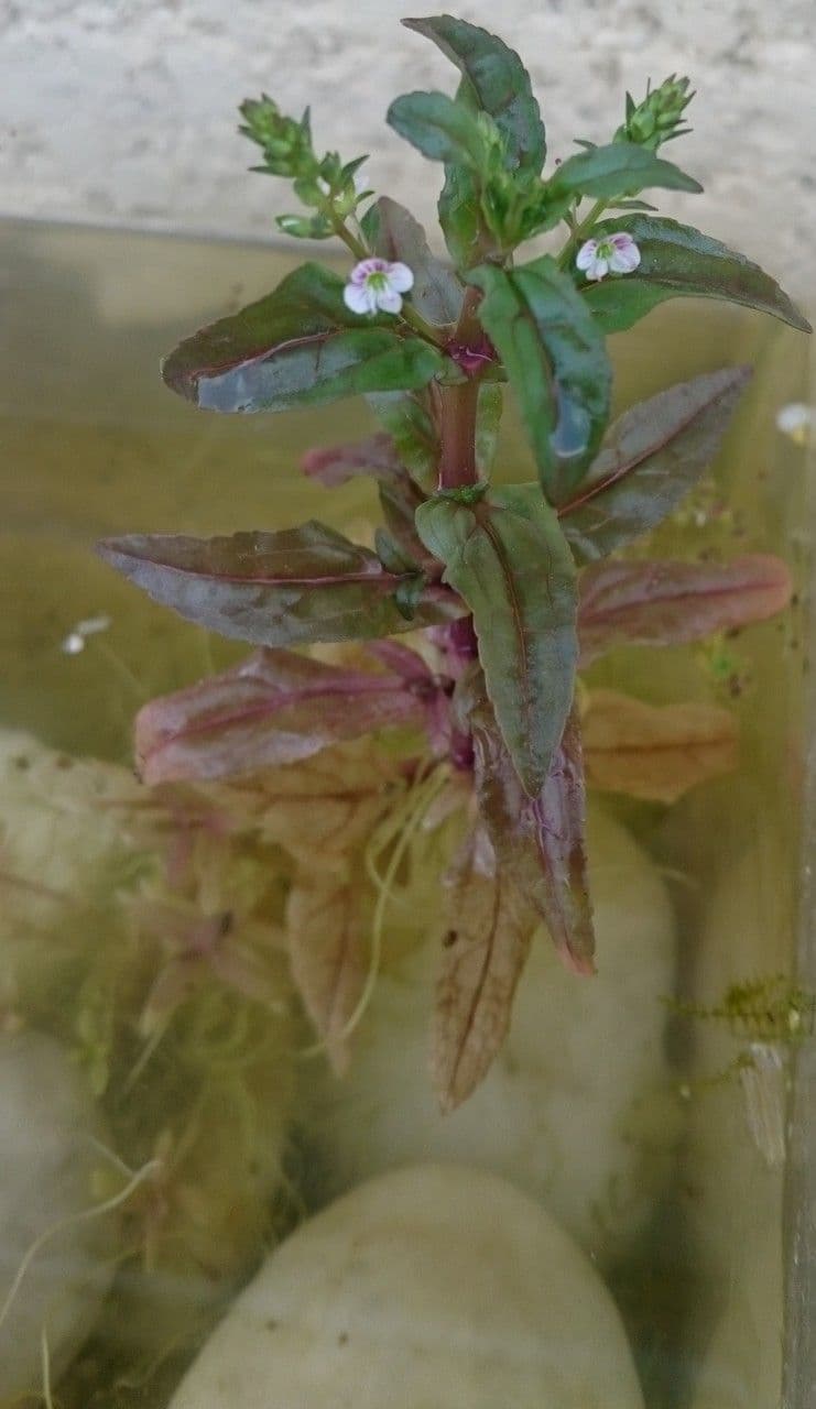Veronica acquatica 15