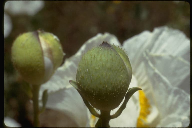 Matiola chlupatá 5