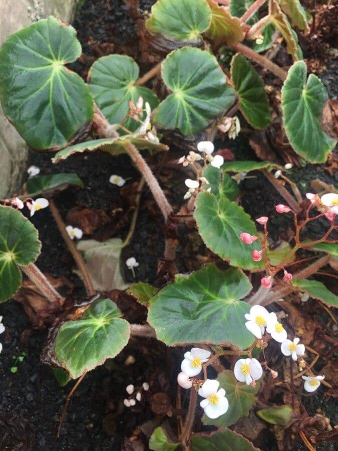 Begonia 2