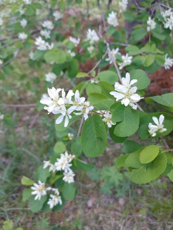 Amelanchier 19