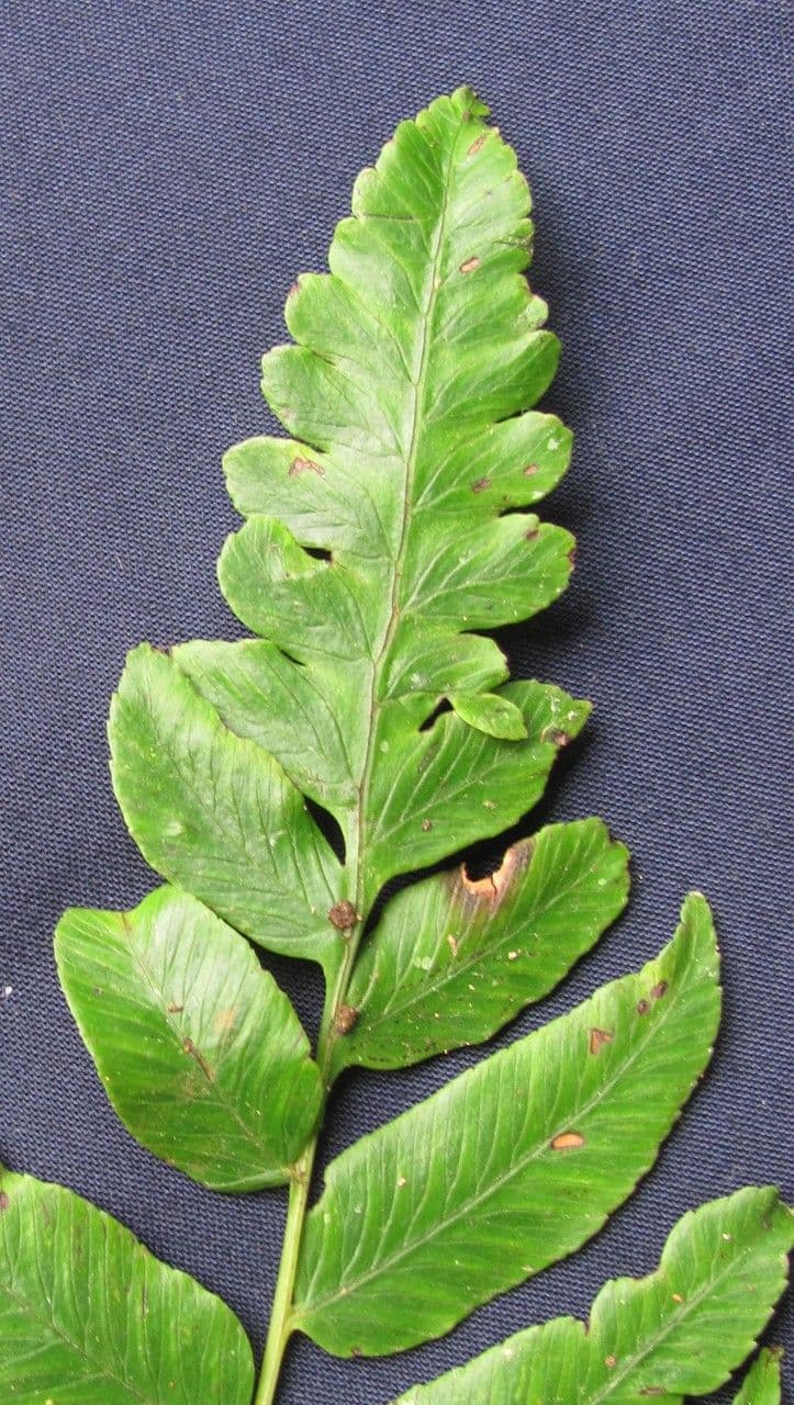 Blechnum 7