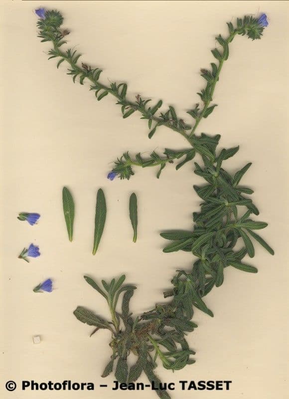 Echium gaditano 3