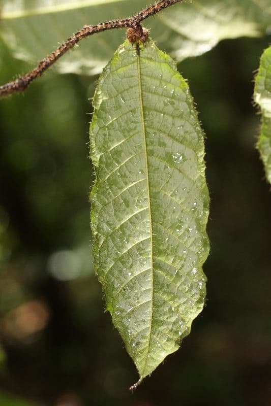 Hirtella 5