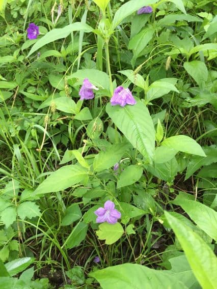 Ruellia 7