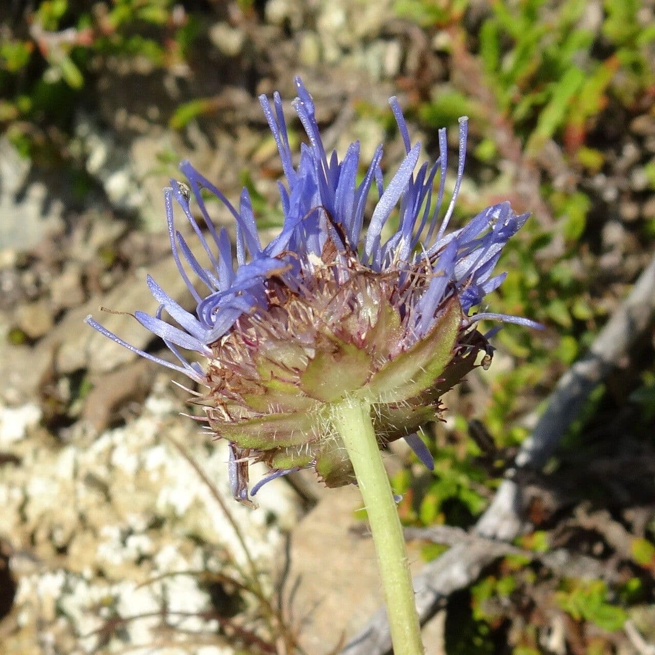 Jasione 9