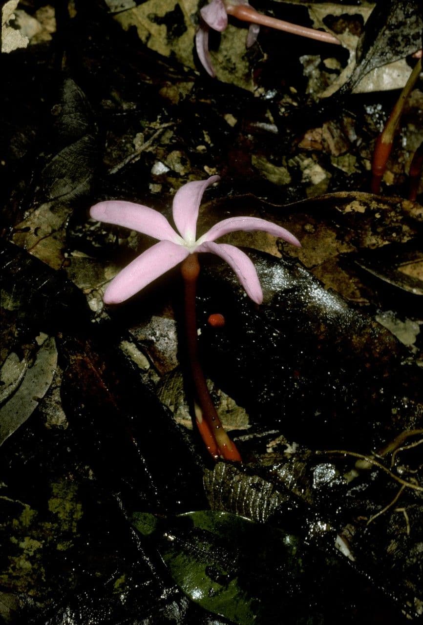 Voyria 7