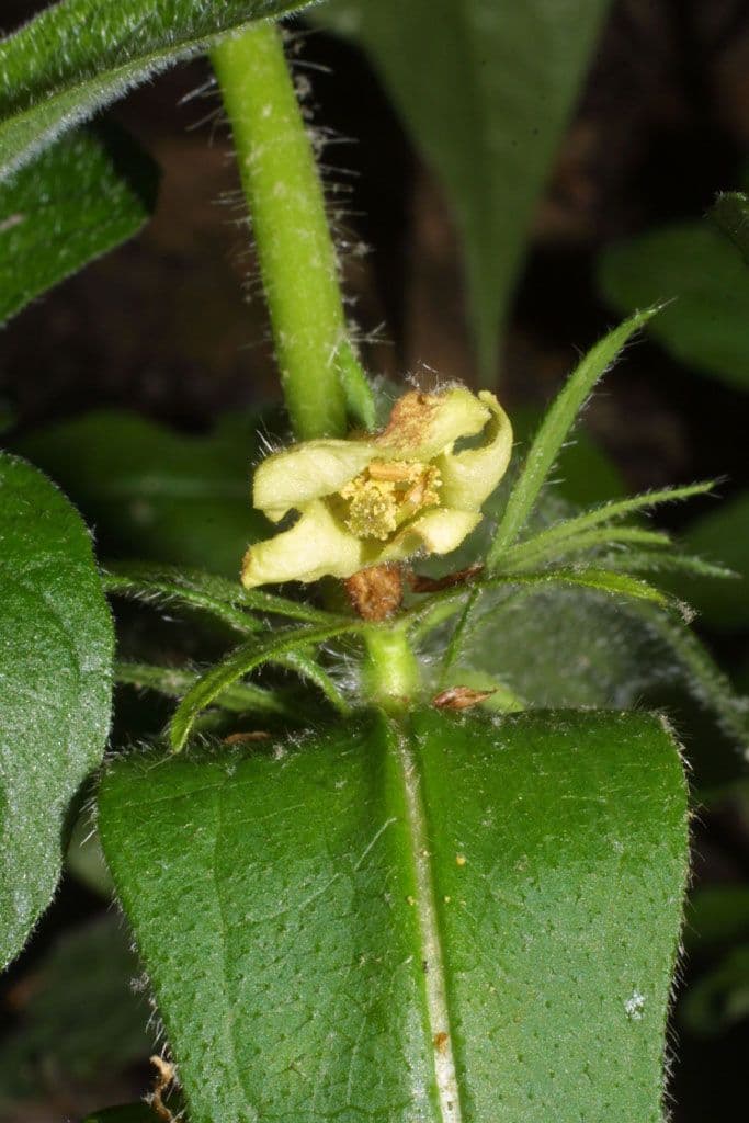 Triosteum 2