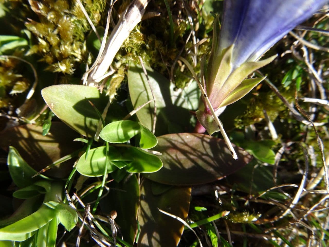 Gentiana occidentalis 16