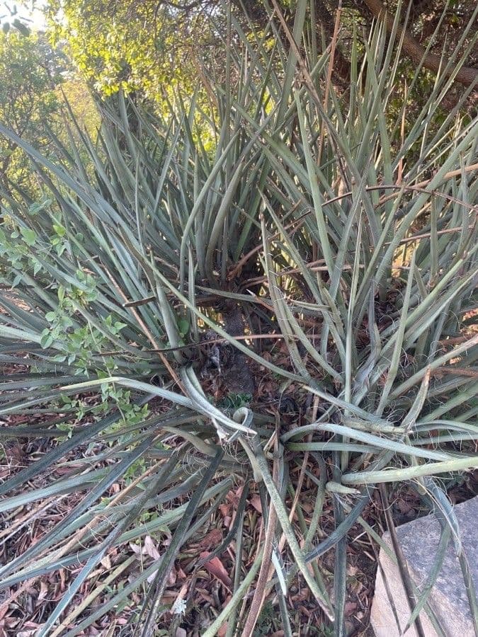 Hesperaloe 18
