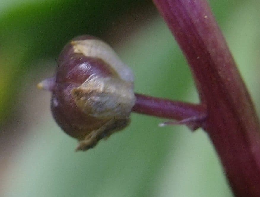 Scilla 3
