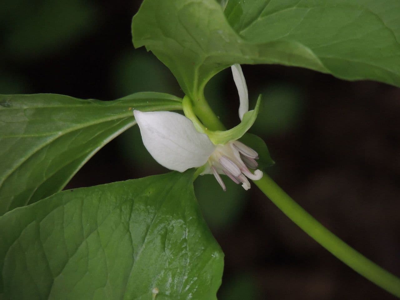 Trillium pochylone 6
