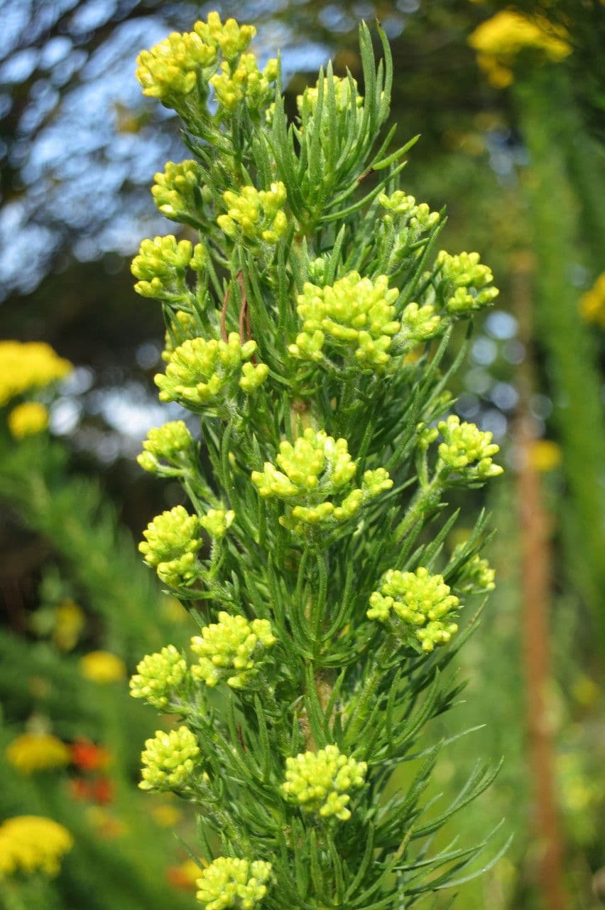 Phymaspermum 11