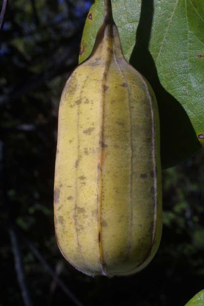 Aristolochia