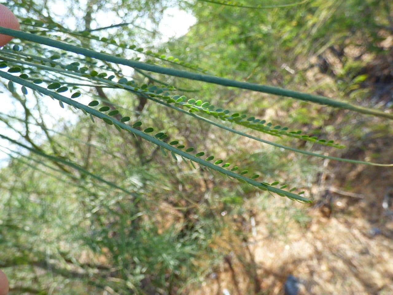 Parkinsonia 17