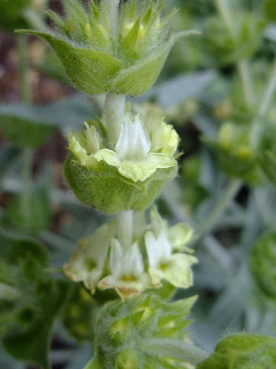 Sideritis syriaca 9