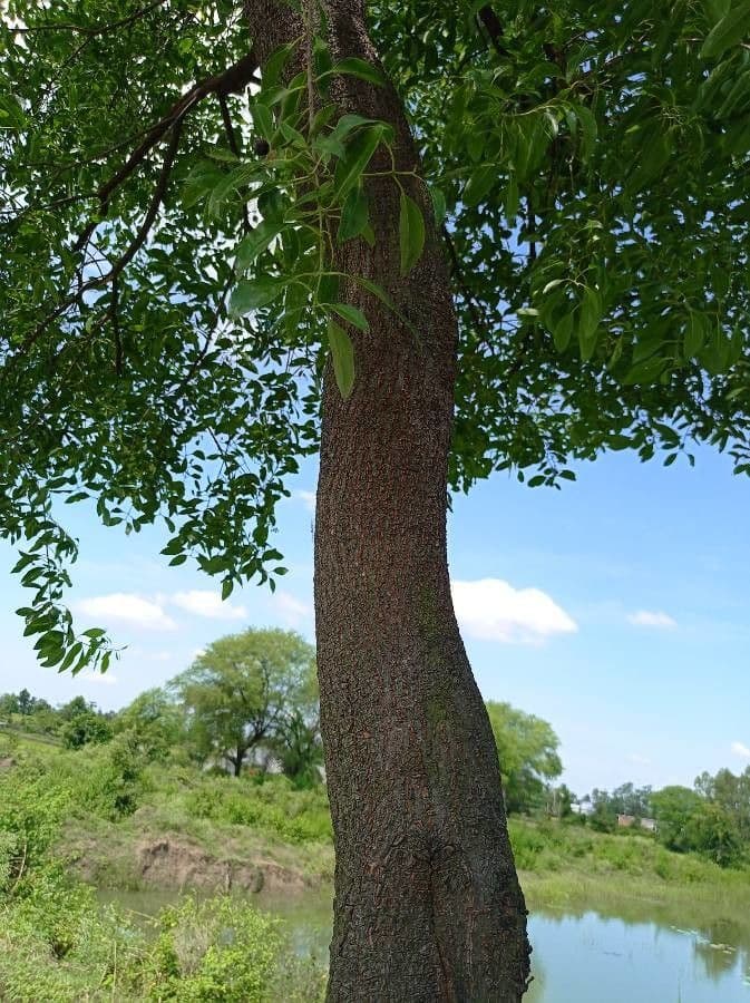 Weißes Sandelholz 21
