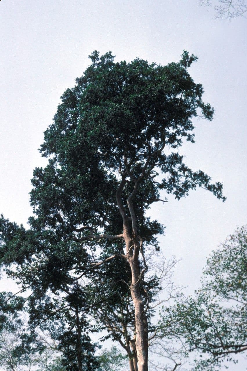 Celtis łagodny