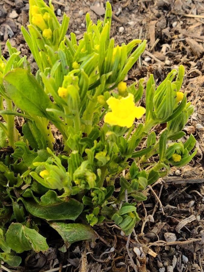 Lithospermum incisum 11