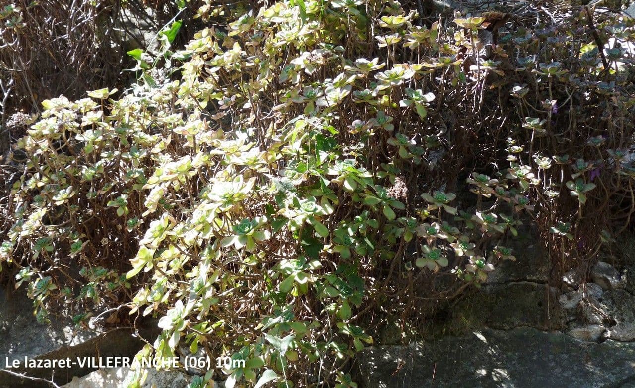 Aeonium 6