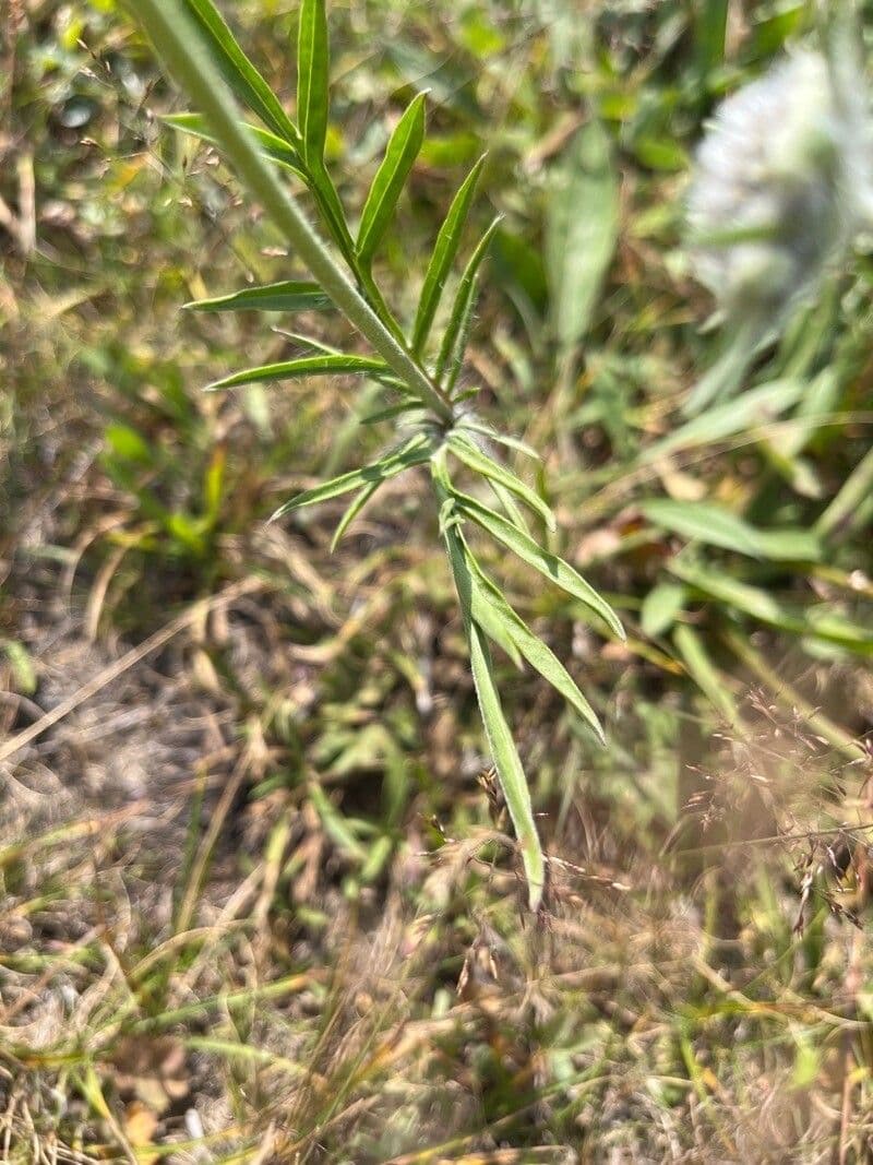 Didymocarpus 9