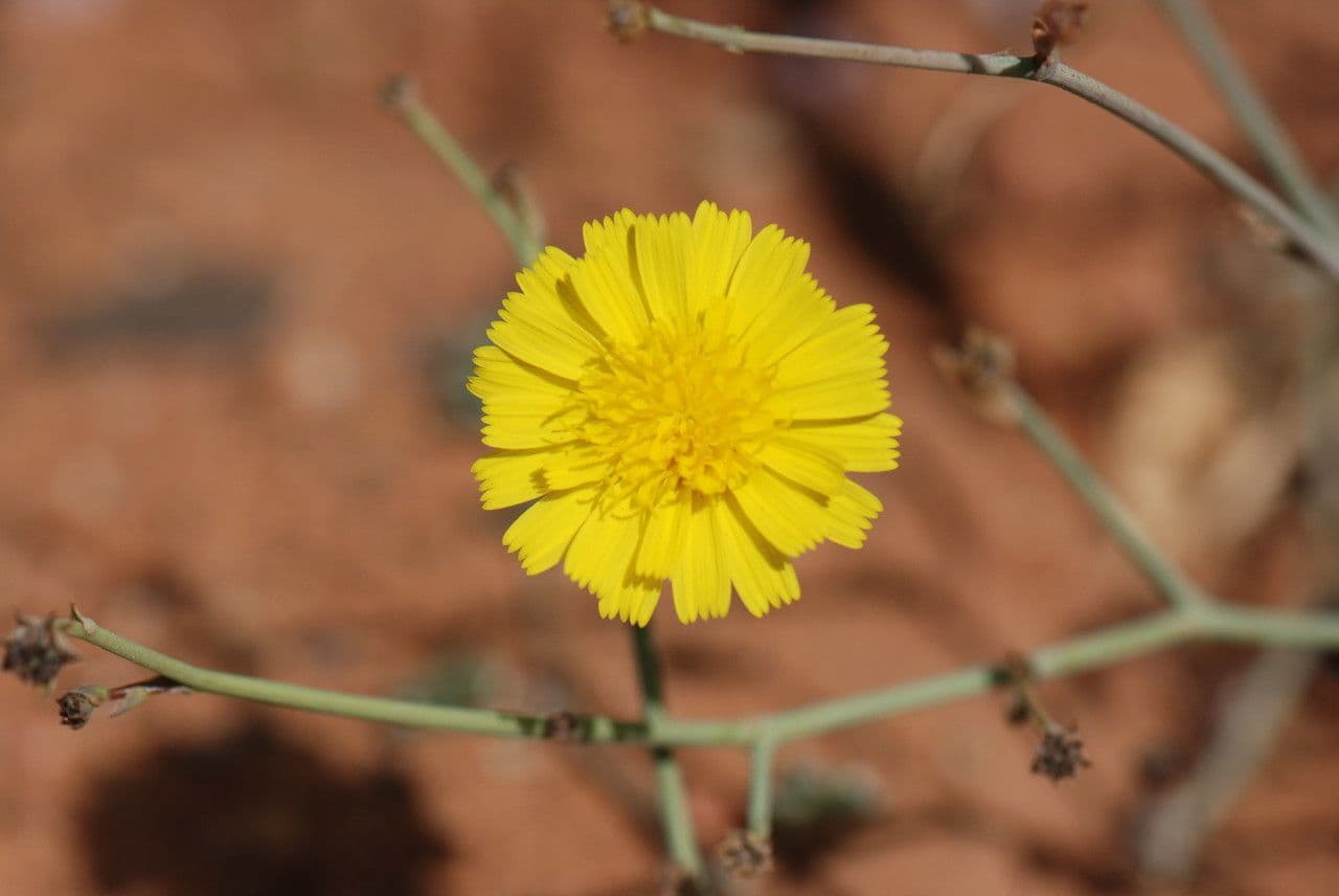 Launaea 5