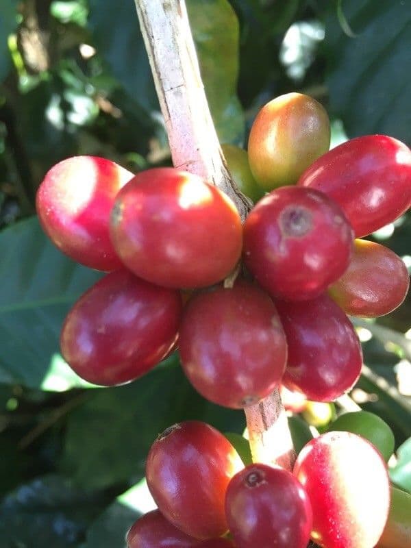 Caffè arabico 4